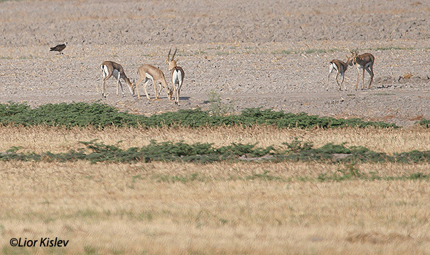 צבי ארץ ישראלי Mountain Gazelle Gazella  gazella                             עמק בית שאן ספטמבר 2006 